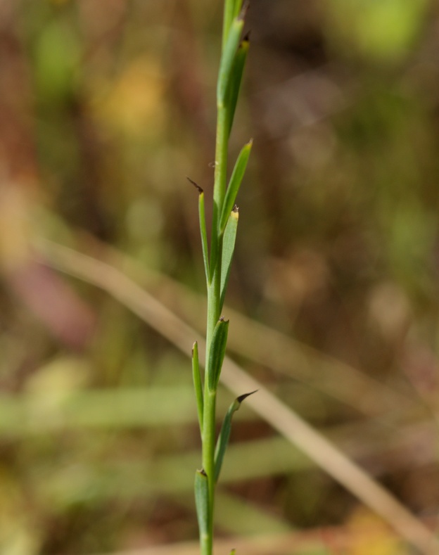 Linum bienne